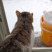 Nuggets participe au concours pour gagner de l'argent avec cette photo : cat, snow, window, bench, table, indoor, outdoor, winter, animal, pet, fur, gray, white, blue, garden, quiet, cold, snowy, looking, curious