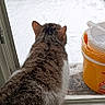cat, snow, window, bench, table, indoor, outdoor, winter, animal, pet, fur, gray, white, blue, garden, quiet, cold, snowy, looking, curious
