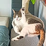 cat, cat_tree, paw, indoor, chair, table, green, white, brown, relaxed, pet, feline, cozy, household, furniture, raised_paw, striped, tail, resting, curious