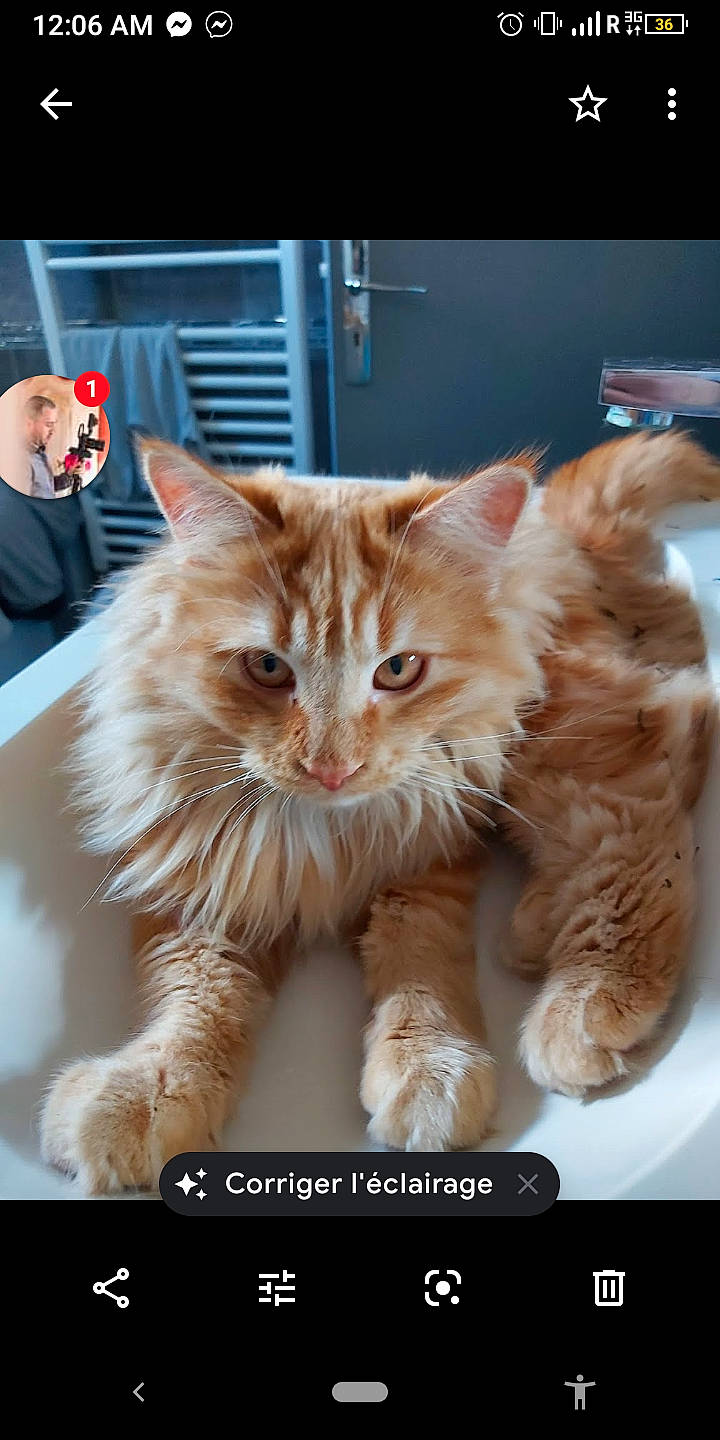 Lila a rejoint le concours — aidez-le/la à gagner de superbes lots ! carnivore, cat, claw, domestic_short_haired_cat, fawn, felidae, fur, paw, photo_caption, plant, small_to_medium_sized_cats, snout, tail, whiskers