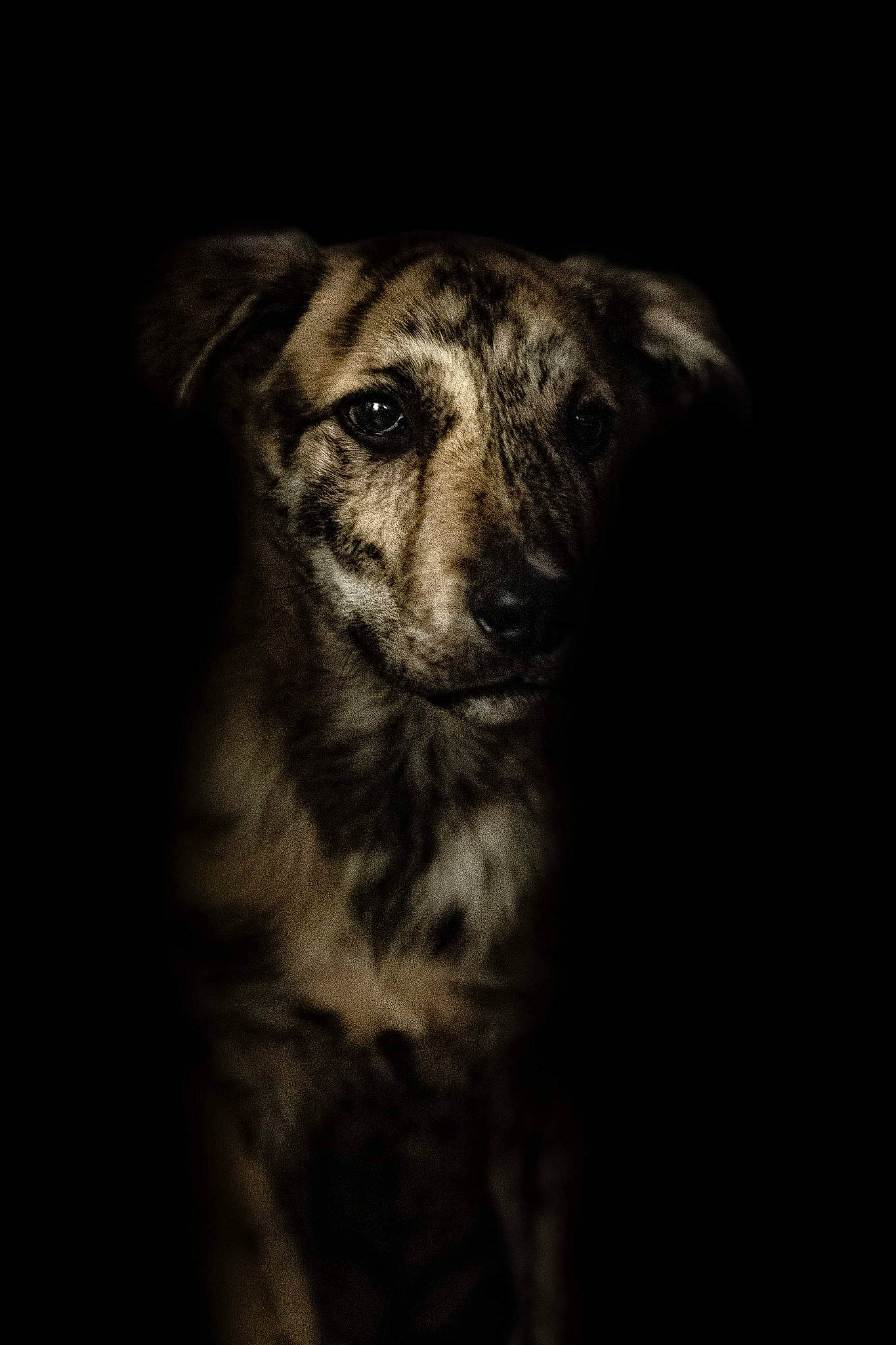 Sam participe au concours pour gagner de l'argent avec cette photo : canidae, carnivore, companion_dog, darkness, dog, dog_breed, flash_photography, fur, monochrome_photography, night, shadow, snout, sporting_group, still_life_photography, street_dog, terrestrial_animal, tints_and_shades, whiskers, wildlife, wood