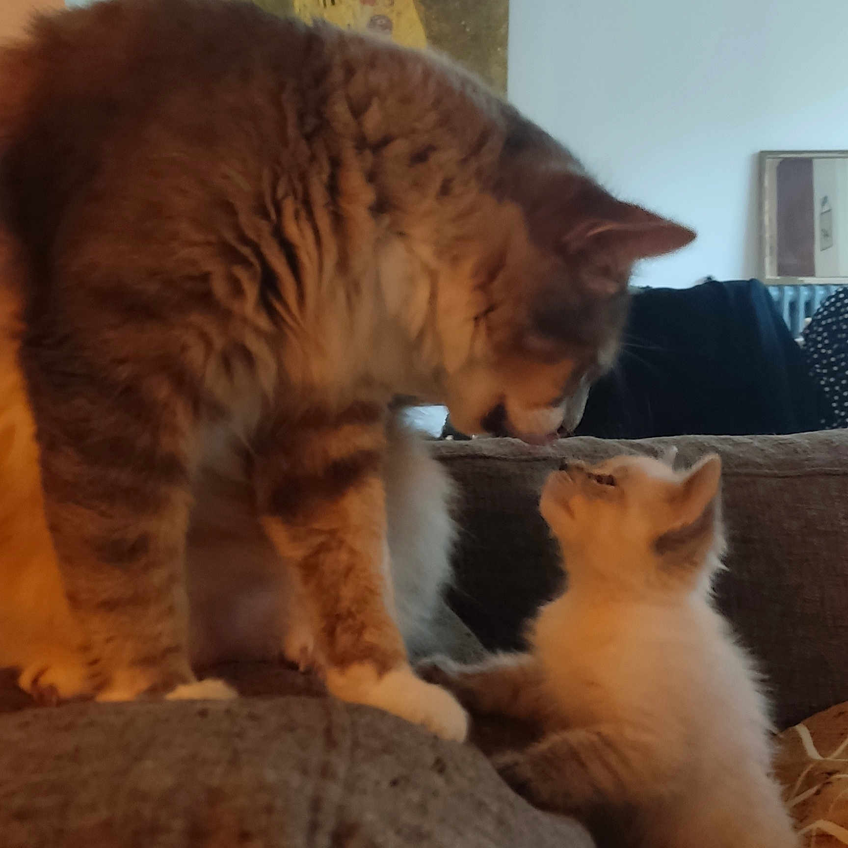 Booboo a rejoint le concours — aidez-le/la à gagner de superbes lots ! affection, animal, cat, couch, cozy, cute, domestic, family, feline, fluffy, fur, home, indoor, interaction, kitten, mammal, nose_to_nose, pets, two_animals, whiskers