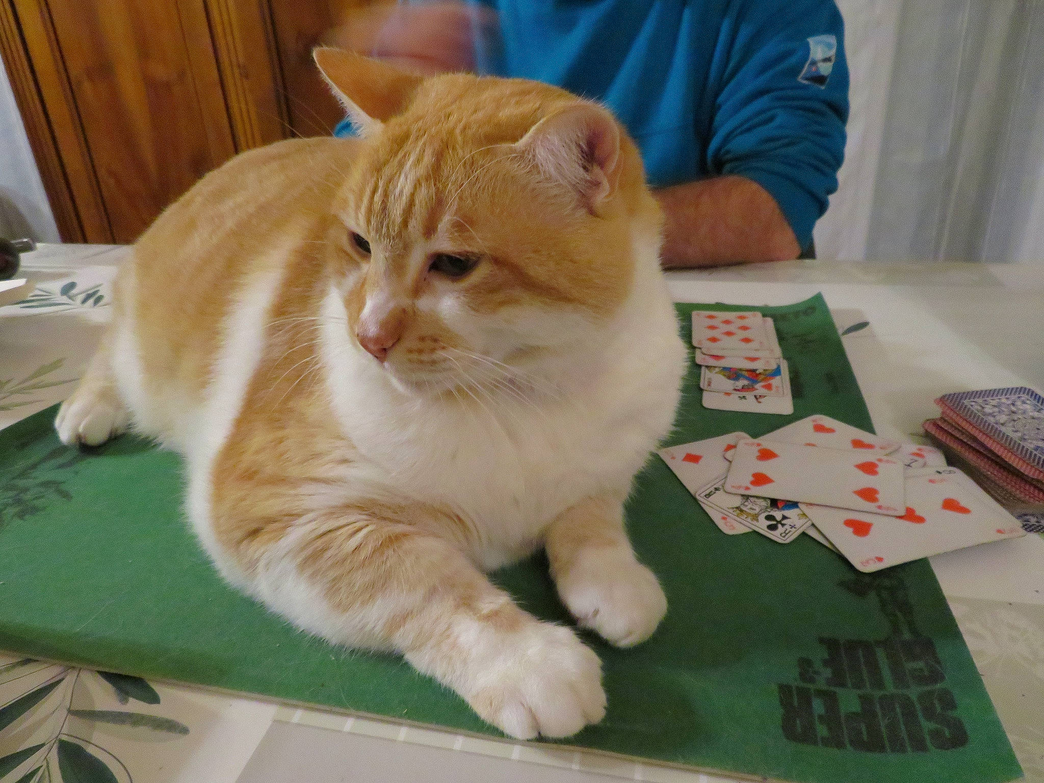 Ron participe au concours pour gagner de l'argent avec cette photo : box, card_game, carnivore, cat, cat_supply, claw, domestic_short_haired_cat, fawn, felidae, fur, paw, pet_supply, puzzle, recreation, sitting, small_to_medium_sized_cats, t_shirt, table, tail, whiskers