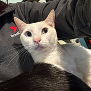 Casper is registered to the contest to win money with this photo: animal, black_fur, blue_eyes, cat, close_up, cozy, curious, domestic_cat, face, fur, gray_jacket, household, indoor, logo, looking_at_camera, person, pet, sitting, whiskers, white_cat
