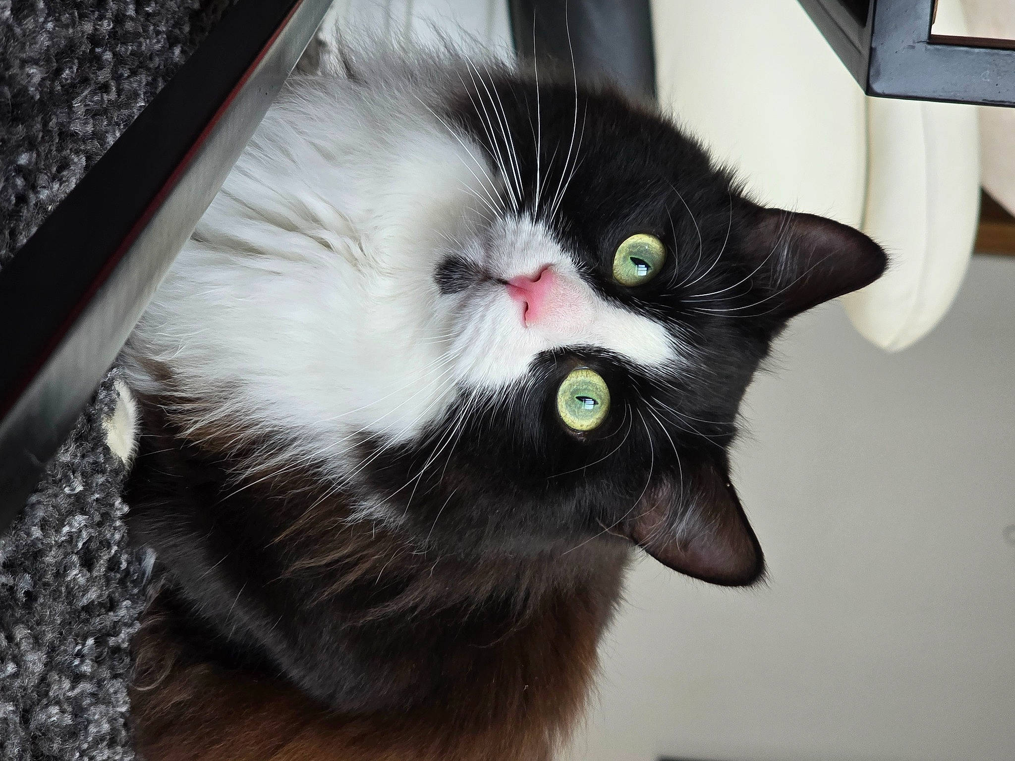 Tinounou participe au concours pour gagner de l'argent avec cette photo : black_cat, carnivore, cat, claw, domestic_short_haired_cat, felidae, fur, paw, plant, small_to_medium_sized_cats, snout, tail, tree, whiskers, window