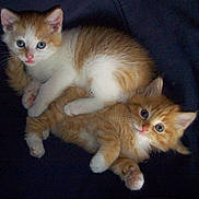 Umbus And Issa joined the competition — help win amazing prizes! kitten, cat, feline, pet, animal, cute, fluffy, orange_cat, white_cat, young, domestic_cat, indoor, snuggling, two_animals, sleeping, paw, fur, looking_at_camera, resting, close_up
