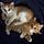 Umbus And Issa