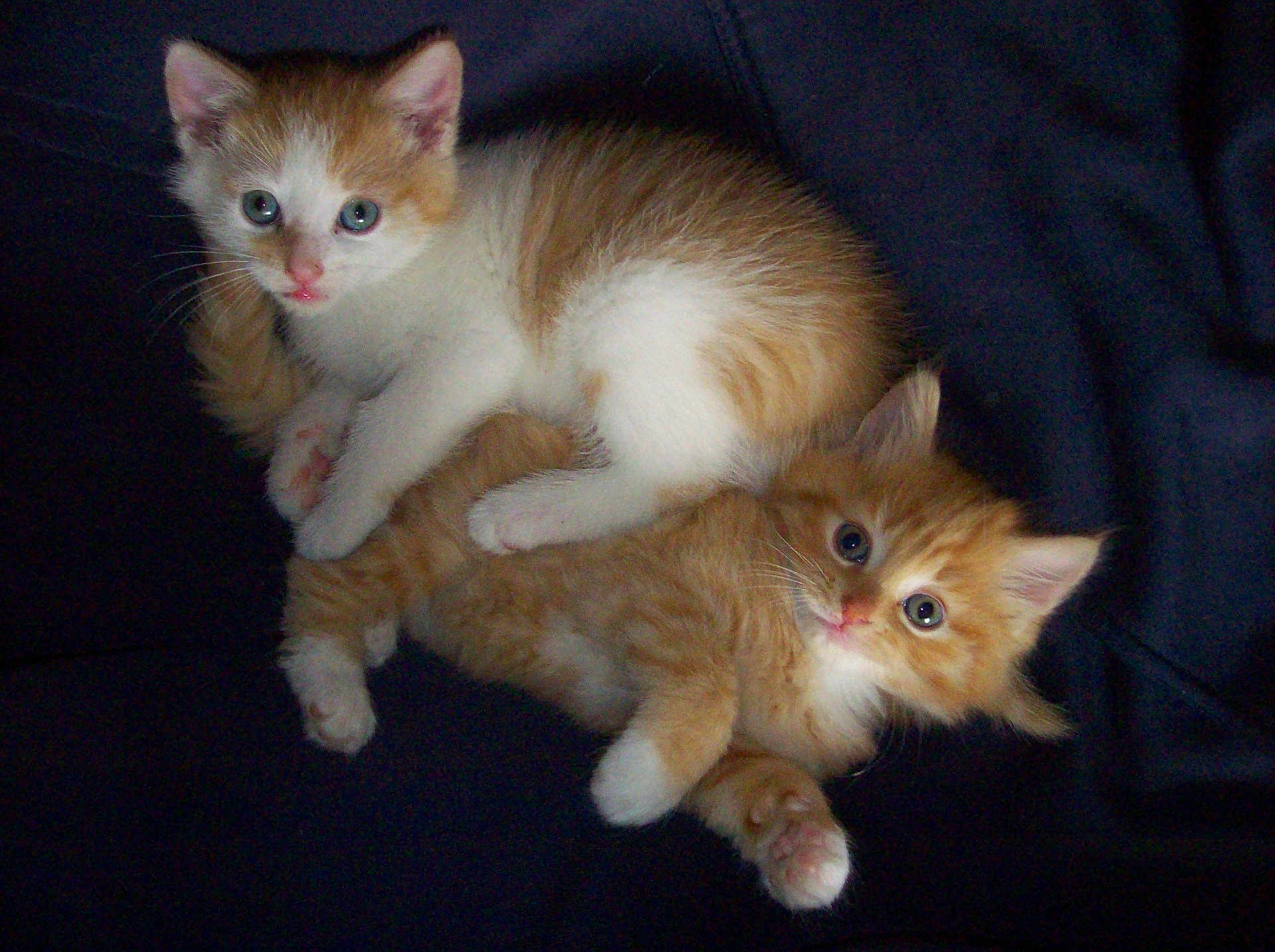 Umbus And Issa joined the competition — help win amazing prizes! kitten, cat, feline, pet, animal, cute, fluffy, orange_cat, white_cat, young, domestic_cat, indoor, snuggling, two_animals, sleeping, paw, fur, looking_at_camera, resting, close_up