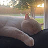 cat, sleeping, white_cat, window, sunset, tree, nature, indoor, cozy, relaxation, pet, animal, feline, fur, resting, daylight, soft_light, quiet, peaceful, domestic