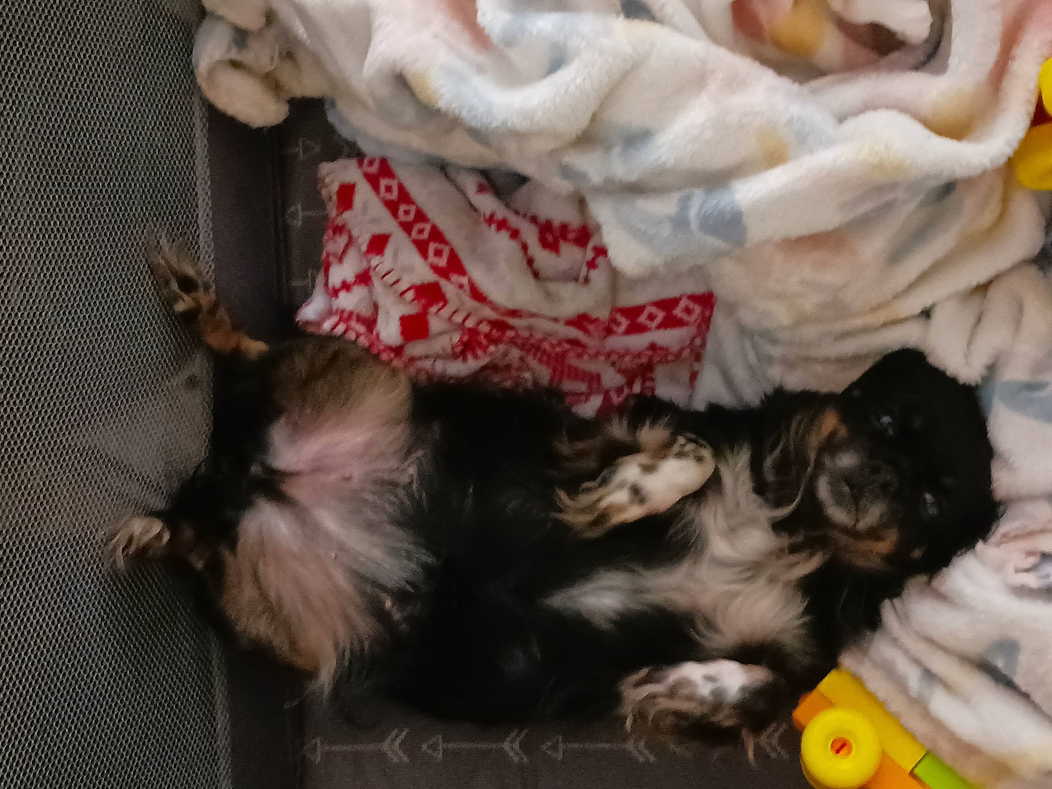 Cinder is registered to the contest to win money with this photo: canidae, carnivore, comfort, companion_dog, dog, dog_breed, fawn, felidae, fur, liver, nap, paw, schnauzer, small_to_medium_sized_cats, sporting_group, terrier, toy, toy_dog, whiskers, working_animal