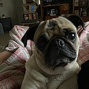 Mandy joined the competition — help win amazing prizes! dog, pug, close_up, indoor, blanket, furniture, living_room, television, wooden_cabinet, portrait, pet, cozy, resting, animal, cute, companion, face, ears, wrinkles, domestic
