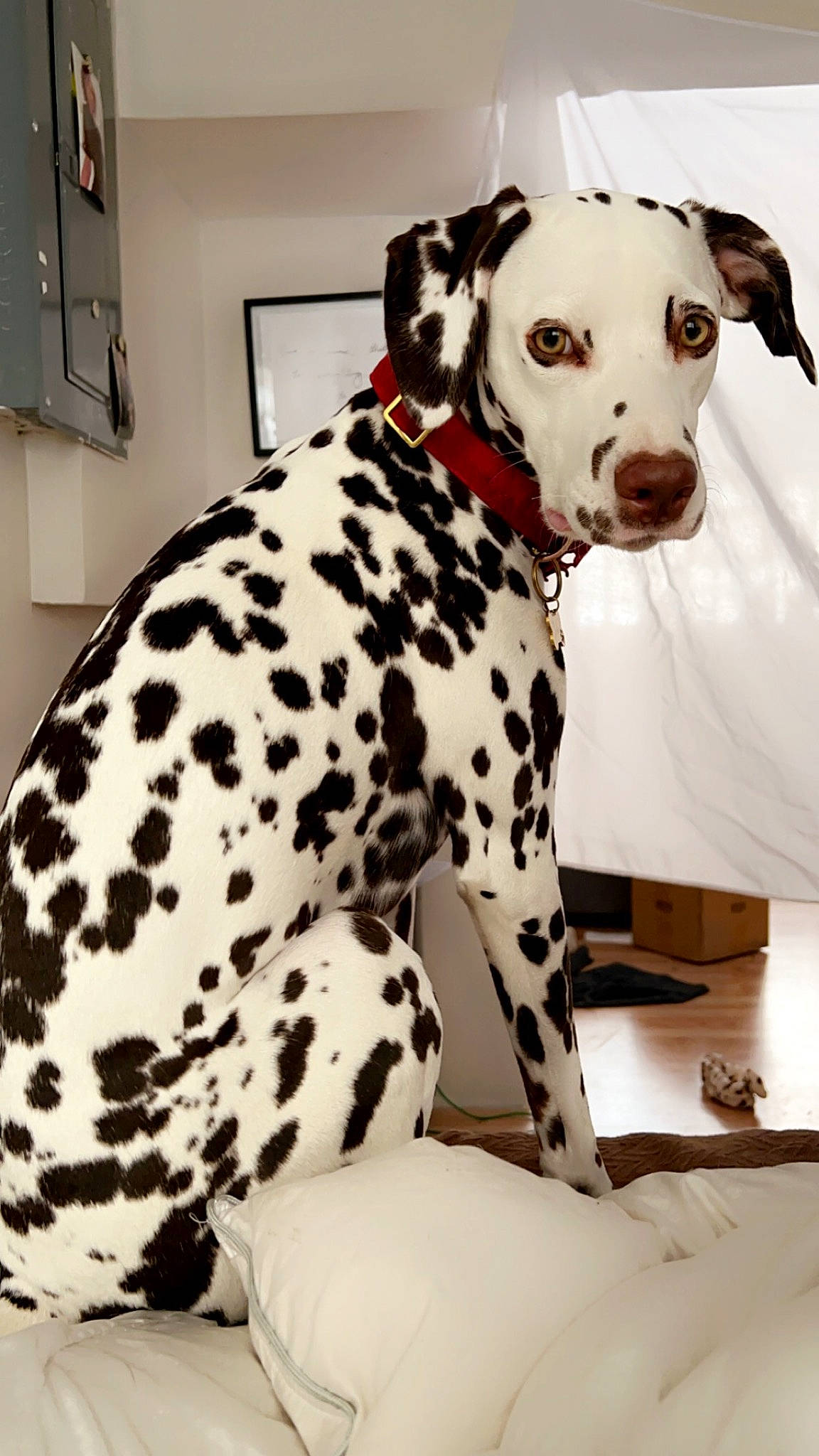 London Jade is registered to the contest to win money with this photo: canidae, carnivore, collar, companion_dog, dog, dog_breed, dog_collar, dog_supply, door, event, fawn, great_dane, pattern, pet_supply, picture_frame, snout, sporting_group, wall_plate, white, working_animal