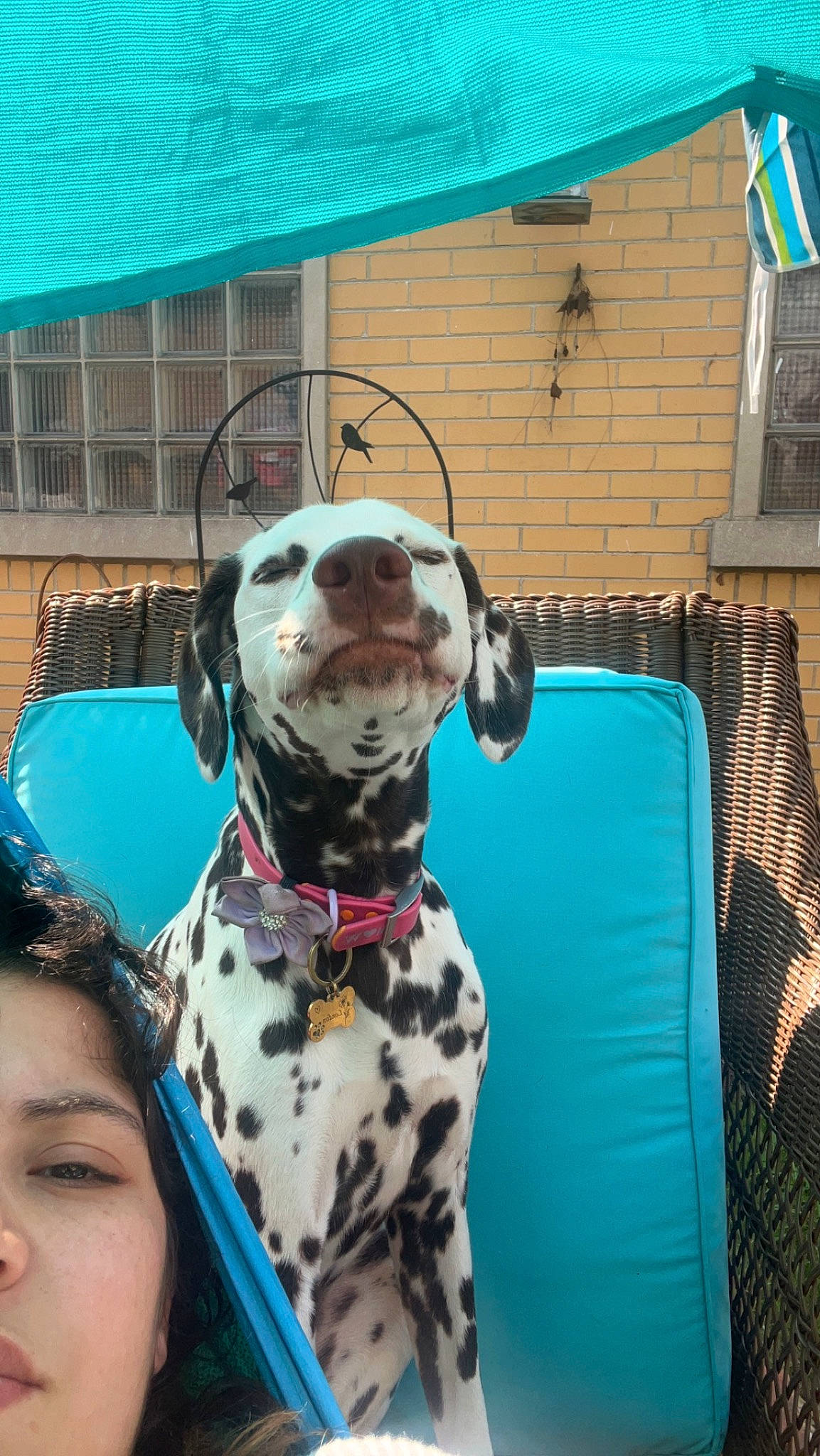 London Jade is registered to the contest to win money with this photo: blue, canidae, carnivore, collar, companion_dog, dalmatian, dog, dog_breed, dog_collar, dog_supply, eyewear, fawn, non_sporting_group, pattern, pet_supply, snout, sporting_group, sunglasses, window, working_animal