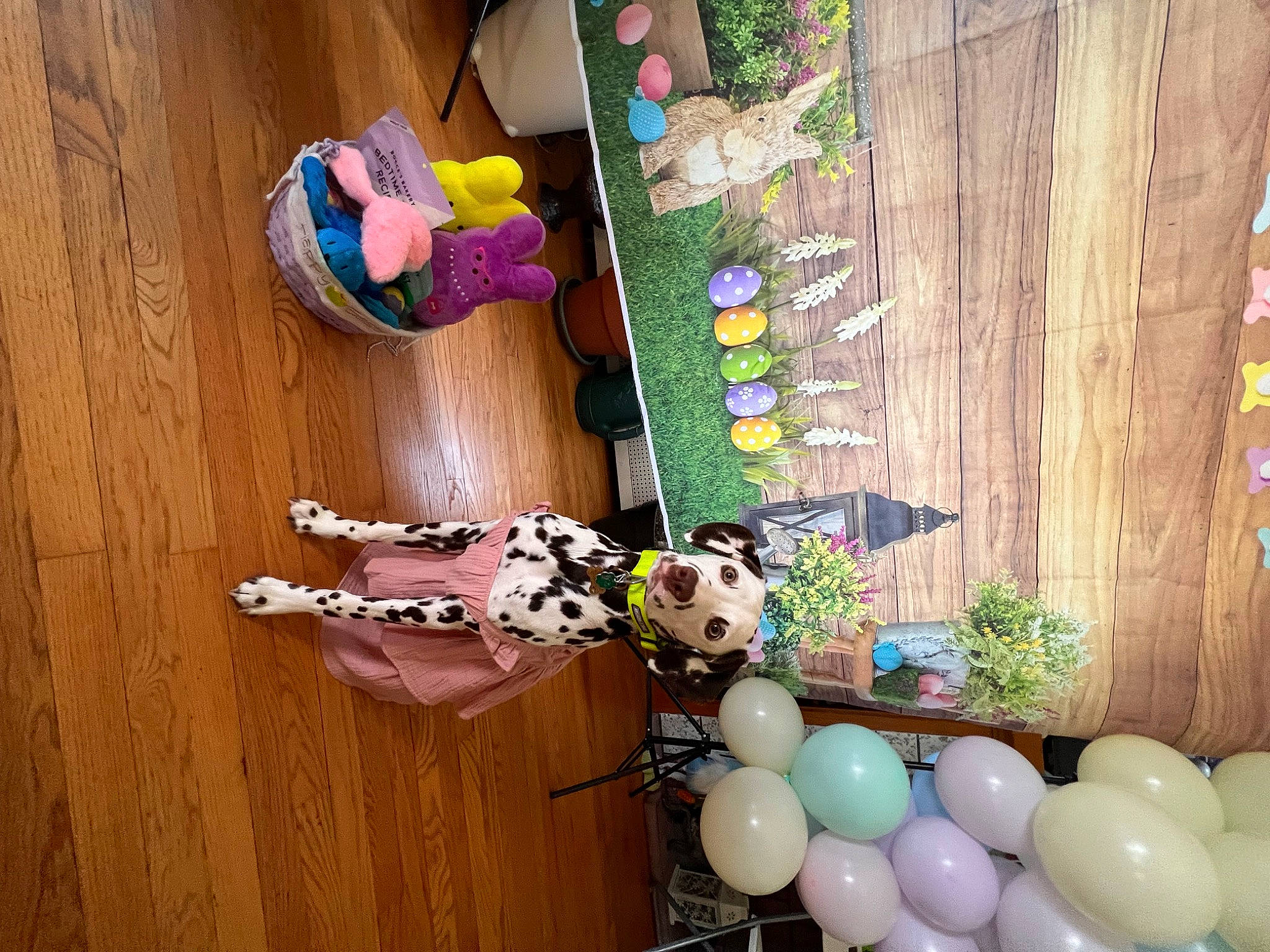 London Jade is registered to the contest to win money with this photo: baby_toys, balloon, event, hardwood, party_supply, plastic, room, stuffed_toy, toy, varnish, visual_arts, wood, wood_stain