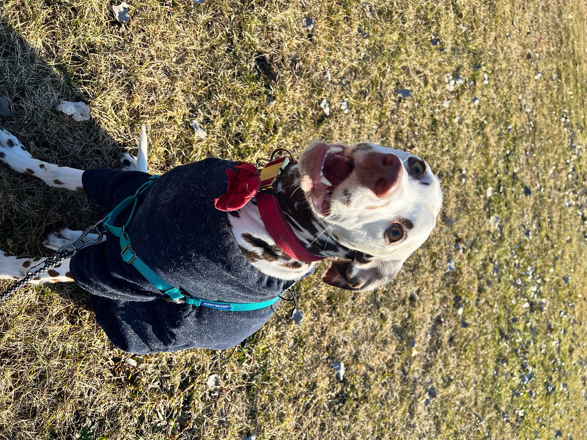 London Jade is registered to the contest to win money with this photo: canidae, carmine, carnivore, companion_dog, dog, dog_breed, dog_clothes, dog_supply, electric_blue, grass, landscape, leash, recreation, sand, shadow, slope, soil, sporting_group, sunglasses