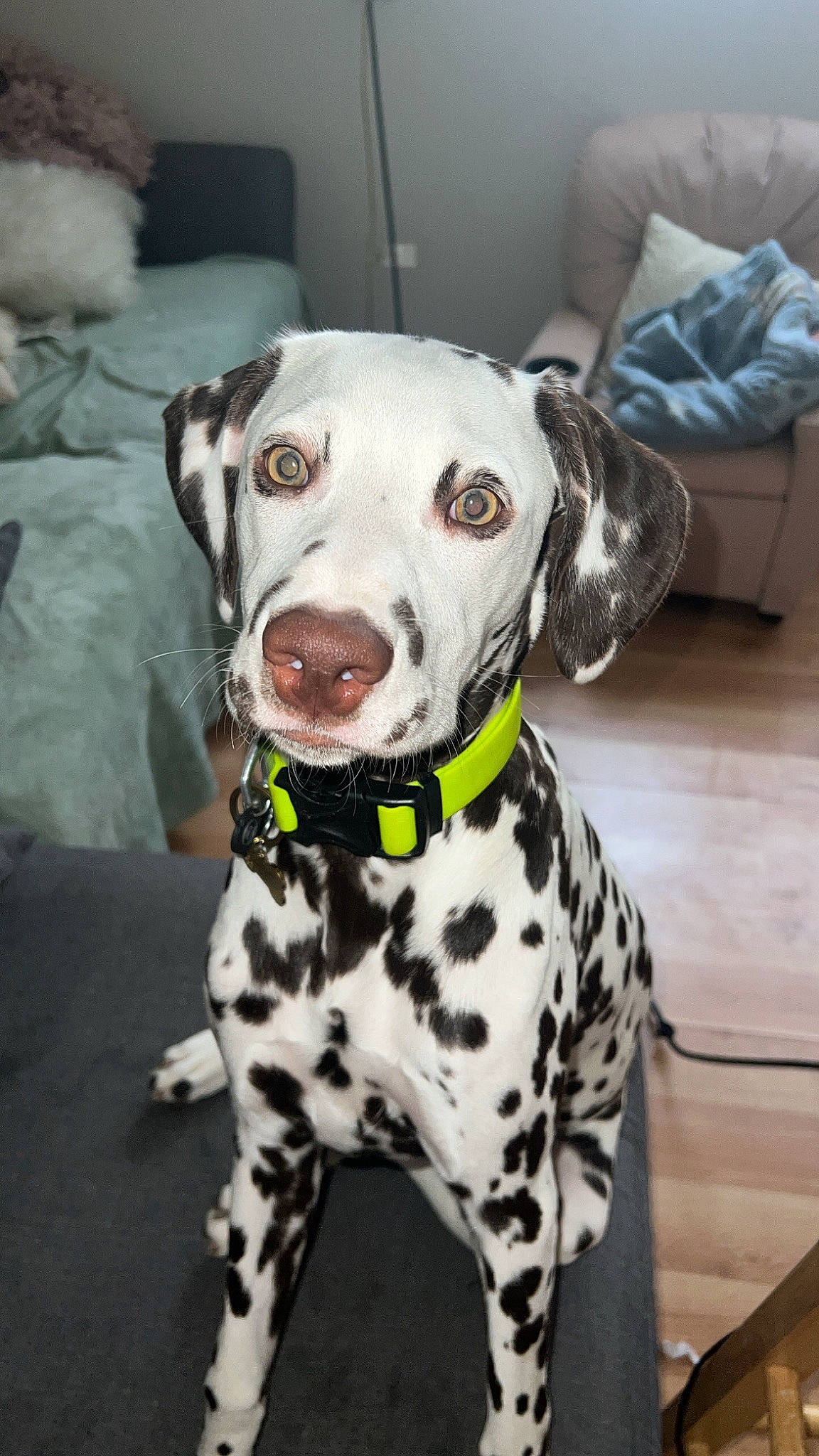 London Jade joined the competition — help win amazing prizes! canidae, carnivore, collar, companion_dog, dalmatian, dog, dog_breed, dog_collar, dog_supply, fawn, fur, leash, non_sporting_group, pet_supply, snout, sporting_group, working_animal, working_dog