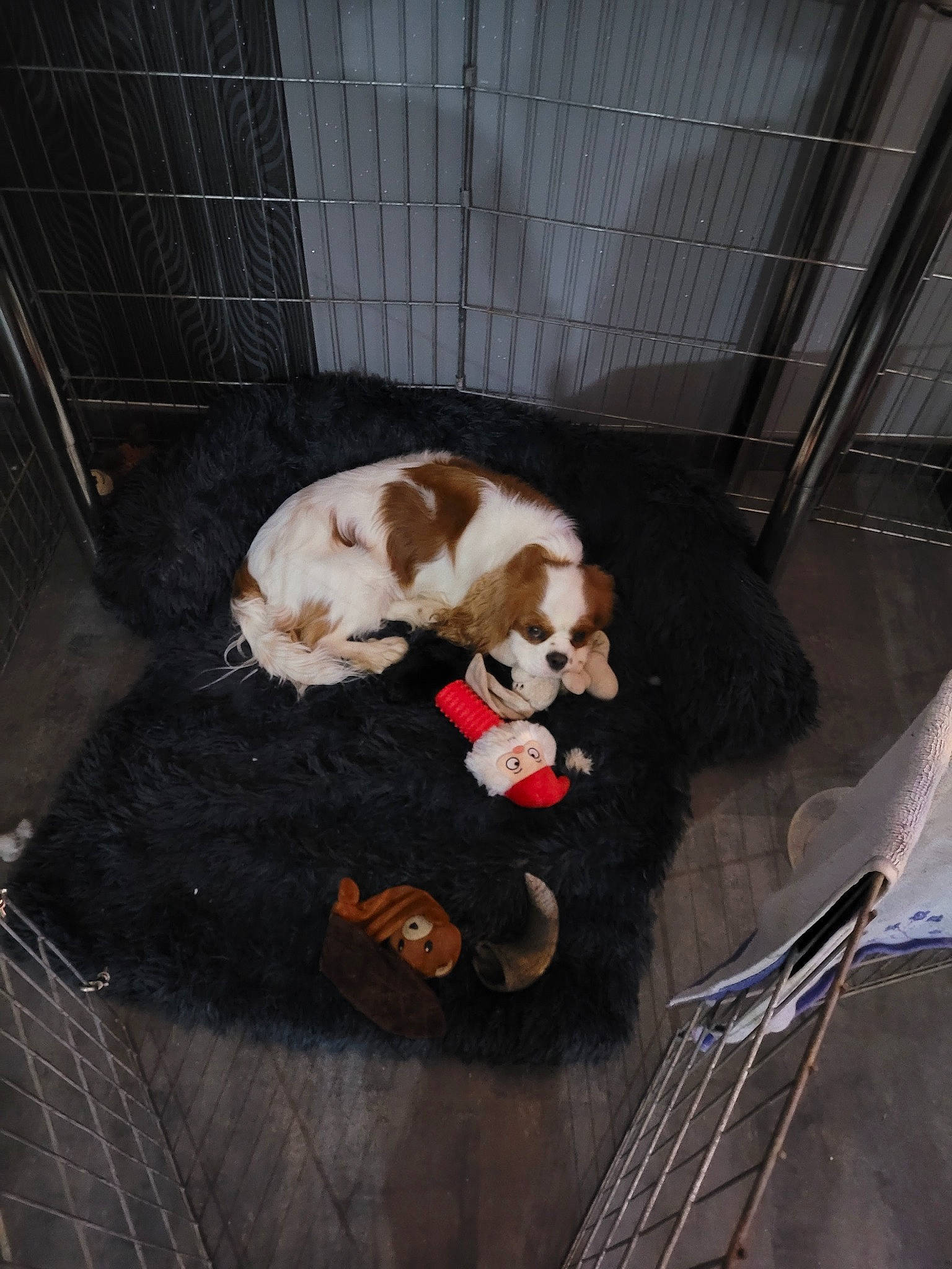 Simba a rejoint le concours — aidez-le/la à gagner de superbes lots ! animal_shelter, cage, canidae, carnivore, comfort, companion_dog, dog_breed, dog_crate, dog_supply, fawn, felidae, flooring, fur, kennel, pet_supply, small_to_medium_sized_cats, snout, sporting_group, tail, whiskers