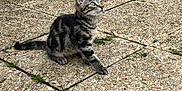Yuka a rejoint le concours — aidez-le/la à gagner de superbes lots ! alert, cat, curious, daylight, ears, feline, grass, kitten, nature, outdoor, patio, pet, sitting, small_animal, stone_tiles, tabby, tail, texture, whiskers, young_animal