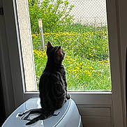 Yuka participe au concours pour gagner de l'argent avec cette photo : animal, cat, curious, daylight, door, feline, flowers, garden, grass, greenery, indoor, looking_out, nature, outdoor, peaceful, pet_carrier, sitting, tabby, window, yellow_flowers