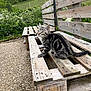 animal, background, cat, curious, daylight, fence, garden, greenery, kitten, looking, nature, outdoor, pet, sitting, small_animal, tabby, texture, wood, wooden_bench, young_cat