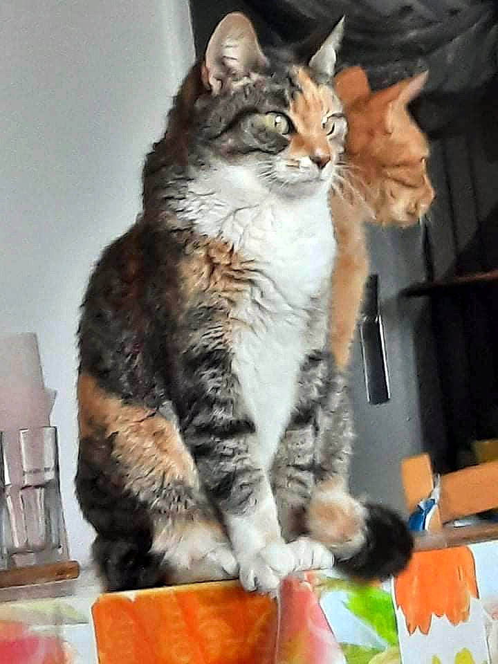 Victoire a rejoint le concours — aidez-le/la à gagner de superbes lots ! carnivore, cat, claw, domestic_short_haired_cat, felidae, fur, paw, sitting, small_to_medium_sized_cats, snout, tableware, tail, tree, whiskers