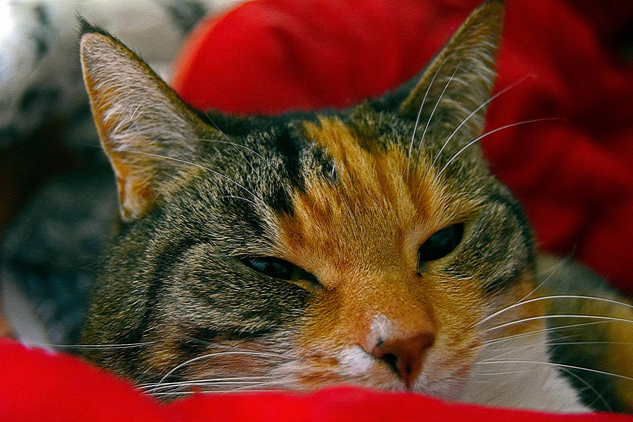 Victoire participe au concours pour gagner de l'argent avec cette photo : carnivore, cat, close_up, comfort, domestic_short_haired_cat, eye, felidae, fur, grass, hair, head, macro_photography, nap, paw, sleep, small_to_medium_sized_cats, snout, whiskers, wildlife