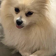 Luna joined the competition — help win amazing prizes! dog, pomeranian, fluffy, cream_colored, pet, animal, tongue_out, cute, lying_down, floor, wooden_floor, indoor, small_dog, fur, paw, domestic_animal, friendly, companion, mammal, canine