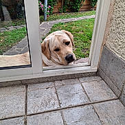 Violette participe au concours pour gagner de l'argent avec cette photo : animal, canine, cute, dog, door, garden, glass, grass, home, labrador, looking, mammal, nature, outdoor, pathway, pet, resting, sad, tile_floor, window