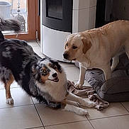 Ullie a rejoint le concours — aidez-le/la à gagner de superbes lots ! dog, indoor, tile_floor, black_and_white_dog, light_colored_dog, dog_bed, playful, pet, animal, home, door, happy, floor, canine, companion, mammal, friendly, fur, resting, curious