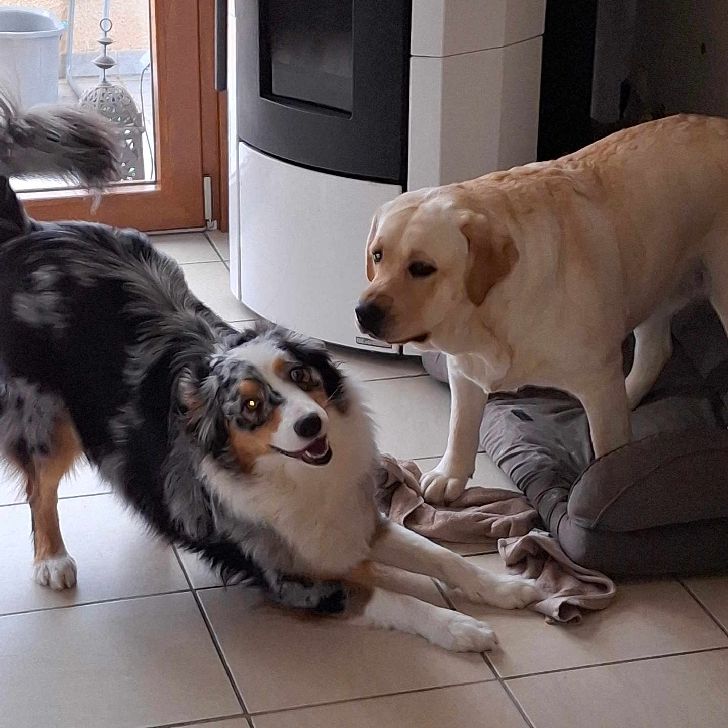Ullie a rejoint le concours — aidez-le/la à gagner de superbes lots ! dog, indoor, tile_floor, black_and_white_dog, light_colored_dog, dog_bed, playful, pet, animal, home, door, happy, floor, canine, companion, mammal, friendly, fur, resting, curious