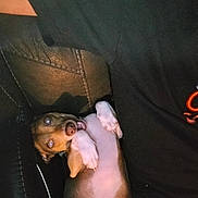 Chaos is registered to the contest to win money with this photo: dog, puppy, black_leather_couch, lying_down, paws_up, playful, pet, indoor, human, black_shirt, closeup, looking_up, cute, animal, companion, relaxed, brown_dog, white_paws, snout, face