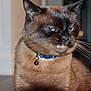 Archie is registered to the contest to win money with this photo: alert, animal, bell, brown_cat, cat, close_up, collar, cute, domestic_cat, face, fang, feline, fur, indoor, looking_away, mischievous, pet, portrait, side_eye, whiskers