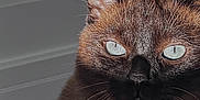 Archie is registered to the contest to win money with this photo: animal, cat, close_up, collar, cute, domestic_animal, ears, eyes, face, feline, fur, indoor, light, mammal, pet, portrait, reflection, shadow, siamese, whiskers