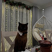 Archie joined the competition — help win amazing prizes! animal, bow_tie, brown_cat, cat, chair, collar, cozy, curtains, cushions, decorations, dining, fairy_lights, furniture, hanging_chair, holiday, indoor, napkin, ornament, pet, table