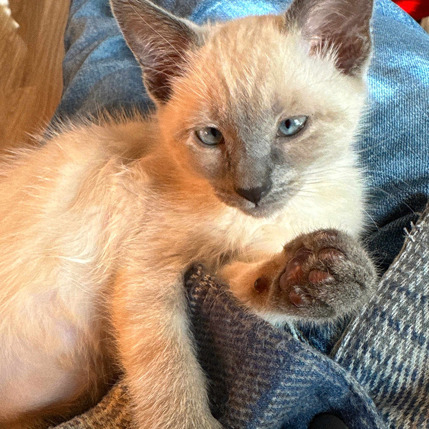 Maya is registered to the contest to win money with this photo: cat, kitten, siamese_cat, blue_eyes, fur, paw, person, denim, jeans, clothing, coat, checkered, texture, closeup, indoor, relaxed, pet, animal, cute, resting