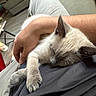 Maya is registered to the contest to win money with this photo: cat, sleeping, lap, person, arm, indoor, couch, floor, relaxation, pet, feline, cozy, domestic, resting, comfort, home, animal, fur, whiskers, clothing
