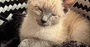 Maya joined the competition — help win amazing prizes! kitten, cat, siamese, sleeping, pet, furry, whiskers, ears, basket, woven, black_blanket, cozy, resting, indoor, closeup, animal, fur, peaceful, cute, orange_background