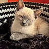 kitten, cat, siamese, sleeping, pet, furry, whiskers, ears, basket, woven, black_blanket, cozy, resting, indoor, closeup, animal, fur, peaceful, cute, orange_background