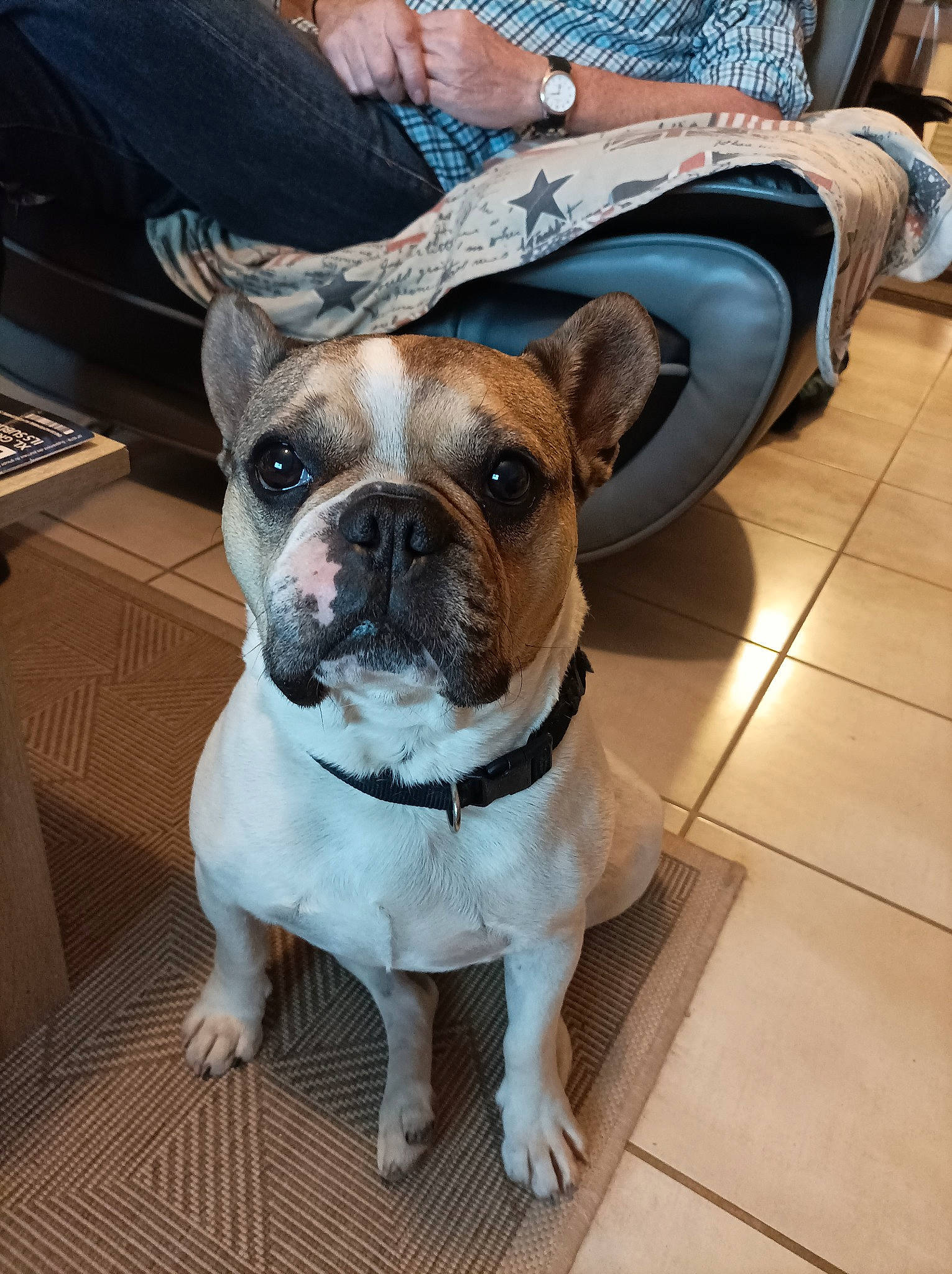 Laos a rejoint le concours — aidez-le/la à gagner de superbes lots ! bulldog, canidae, carnivore, collar, companion_dog, computer_keyboard, dog, dog_breed, dog_collar, fawn, flooring, leash, molosser, plant, snout, sporting_group, whiskers, window, working_animal, wrinkle