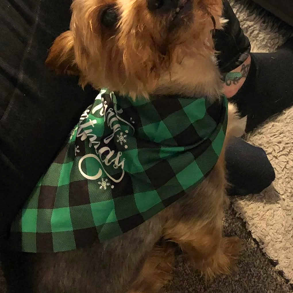 Gizmo joined the competition — help win amazing prizes! animal, bandana, black_gloves, black_socks, carpet, checkered_pattern, christmas_bandana, companion, cozy, cute, dog, floor, fur, green_bandana, indoor, looking_up, person, pet, small_dog, tattoo