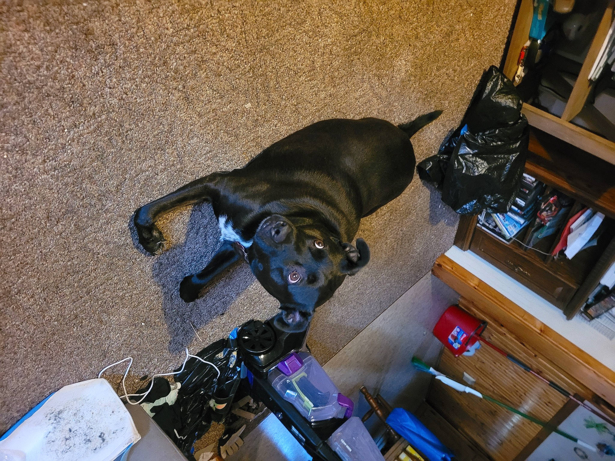 Garth joined the competition — help win amazing prizes! audio_equipment, auto_part, bookcase, cable, carnivore, collar, companion_dog, dog, dog_breed, electrical_wiring, fawn, hardwood, machine, personal_protective_equipment, pet_supply, shelf, sporting_group, toy_dog, wire, working_animal