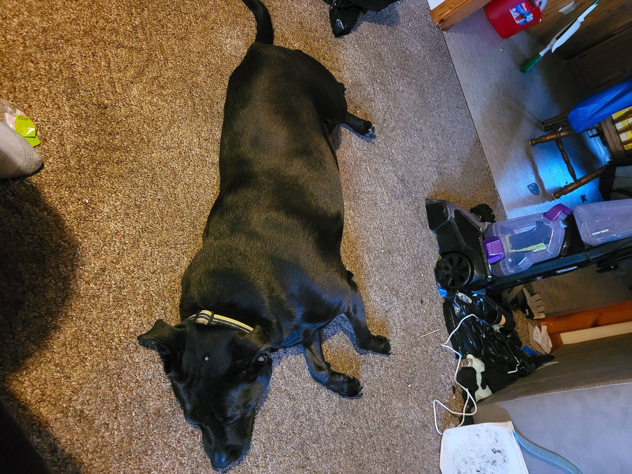 Garth joined the competition — help win amazing prizes! canidae, carnivore, comfort, companion_dog, dog, dog_breed, dog_supply, fawn, floor, flooring, fur, guard_dog, hardwood, non_sporting_group, pet_supply, snout, sporting_group, tail, working_animal