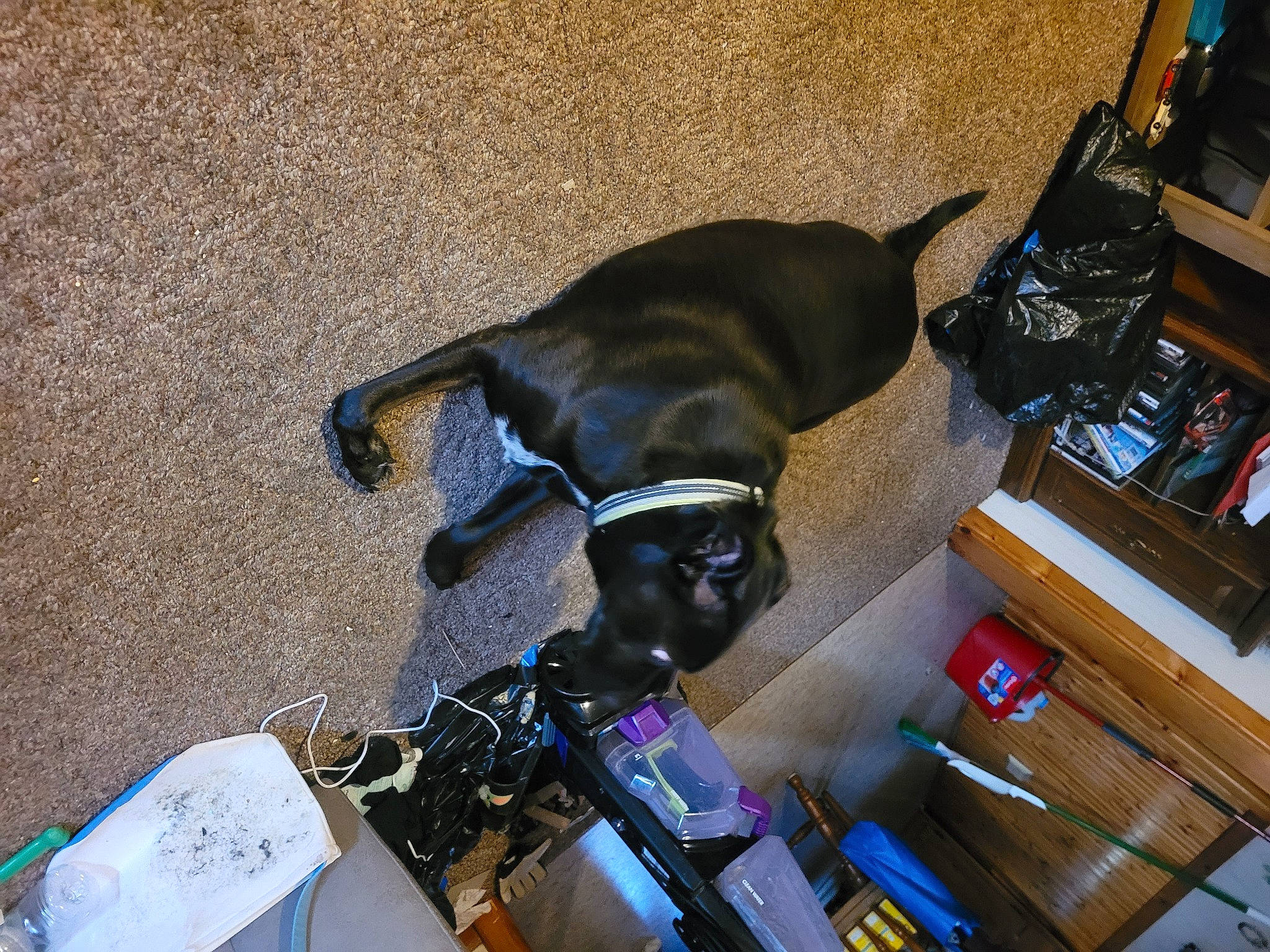 Garth joined the competition — help win amazing prizes! bag, carnivore, collar, comfort, companion_dog, dog, dog_breed, dog_collar, dog_supply, fawn, flooring, guard_dog, hardwood, leash, liver, pet_supply, shelf, sporting_group, tail, working_animal