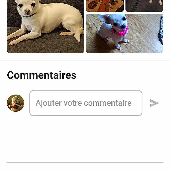 Zoe participe au concours pour gagner de l'argent avec cette photo : advertisement, animal, canine, cat, chihuahua, dog, eskimodog, face, file, head, page, person, pet, plush, poster, puppy, text, toy, webpage, whitedog