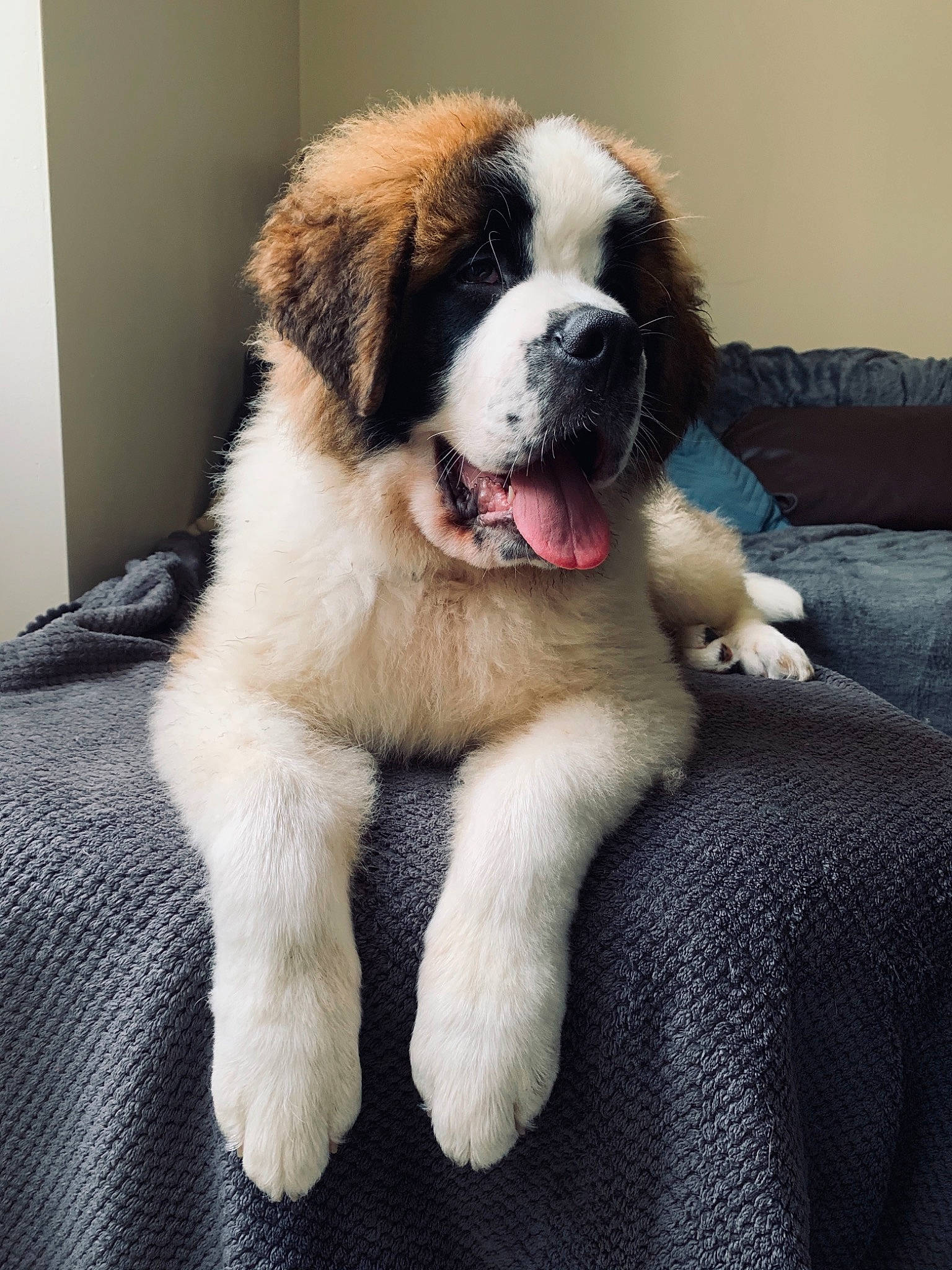 Olaf participe au concours pour gagner de l'argent avec cette photo : bored, carnivore, comfort, companion_dog, couch, dog, dog_breed, door, fawn, fur, giant_dog_breed, moscow_watchdog, plant, snout, sporting_group, st_bernard, tree, whiskers, working_animal, working_dog