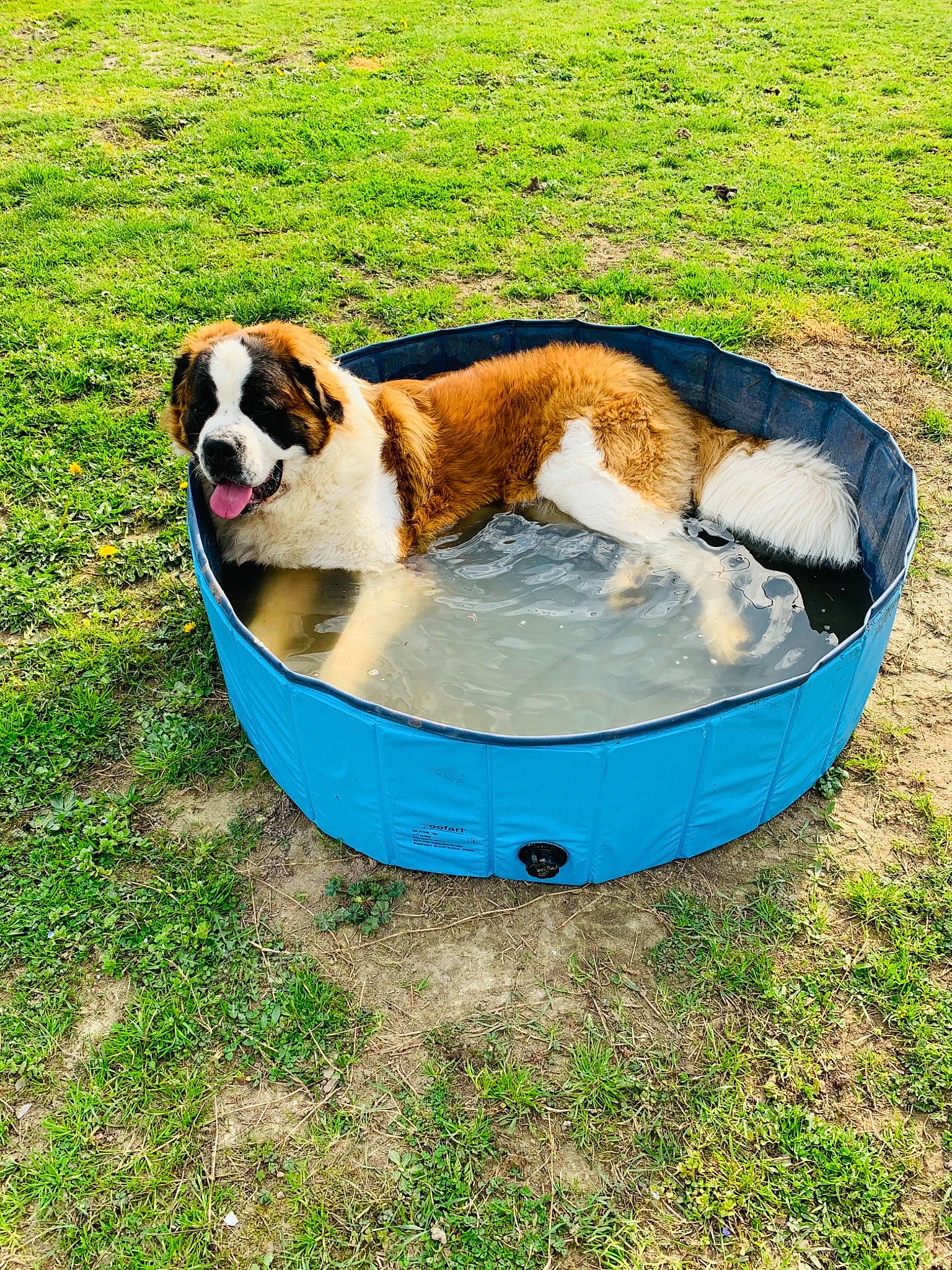 Olaf participe au concours pour gagner de l'argent avec cette photo : canidae, carnivore, comfort, companion_dog, dog, dog_breed, dog_supply, fawn, grass, groundcover, landscape, leisure, moscow_watchdog, outdoor_furniture, pet_supply, sporting_group, tail, working_dog