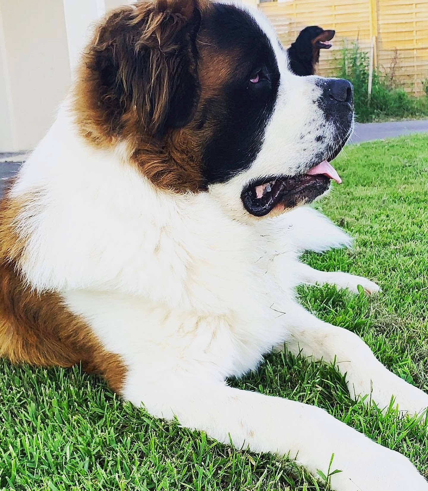 Olaf participe au concours pour gagner de l'argent avec cette photo : canidae, carnivore, collar, companion_dog, dog, dog_breed, dog_collar, door, fawn, fur, grass, liver, plant, snout, sporting_group, tail, tree, whiskers, working_animal, working_dog