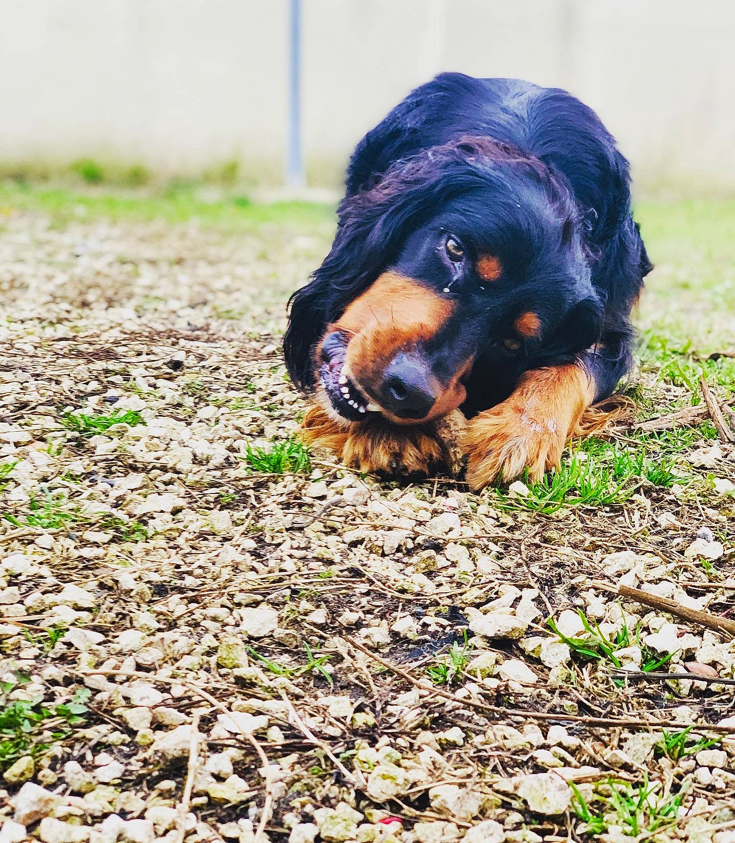 Saï a rejoint le concours — aidez-le/la à gagner de superbes lots ! canidae, carnivore, companion_dog, dog, dog_breed, fur, grass, hunting_dog, liver, soil, spaniel, sporting_group, terrestrial_animal, working_dog