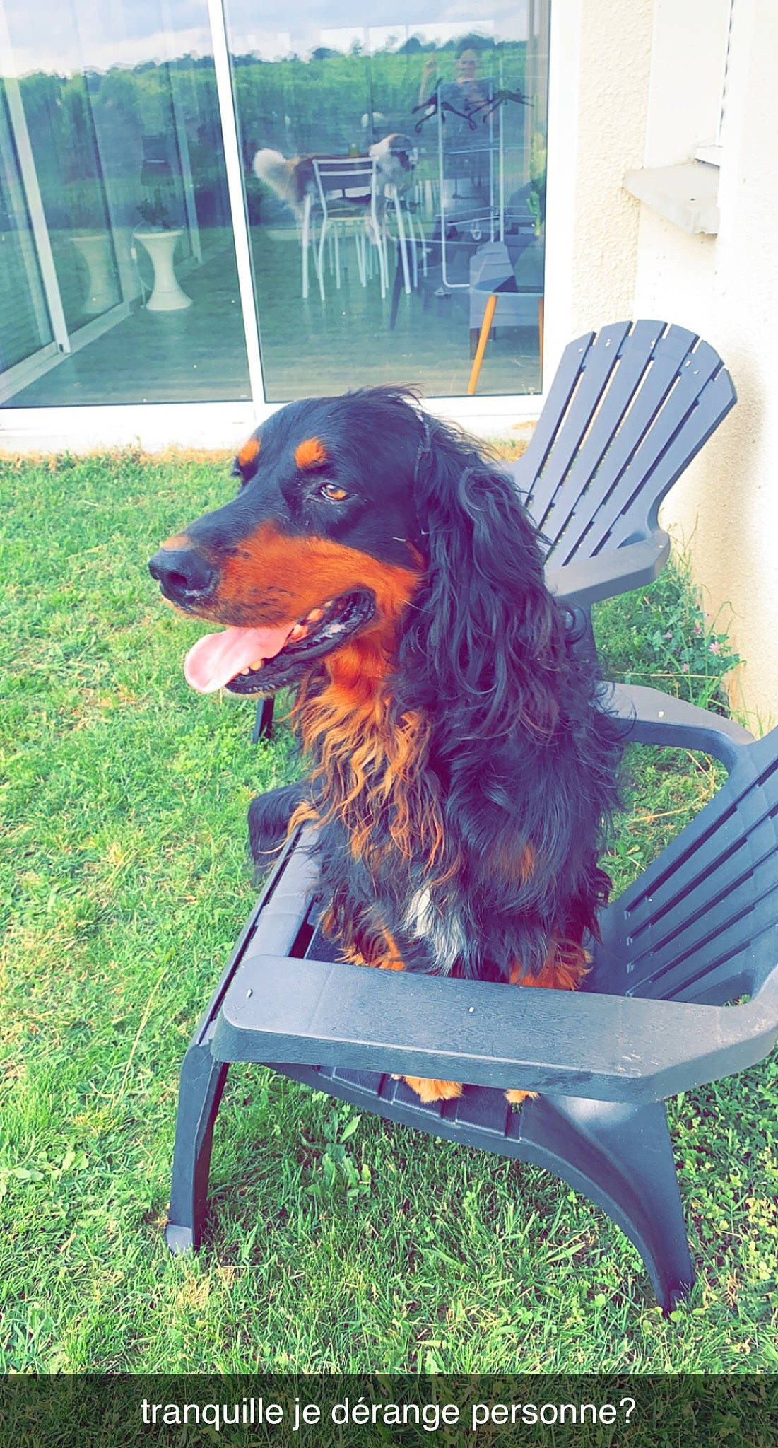 Saï a rejoint le concours — aidez-le/la à gagner de superbes lots ! canidae, carnivore, chair, companion_dog, cooking, dog, dog_breed, dog_supply, electric_blue, grass, green, liver, outdoor_furniture, plant, rectangle, sitting, smile, sporting_group, working_dog