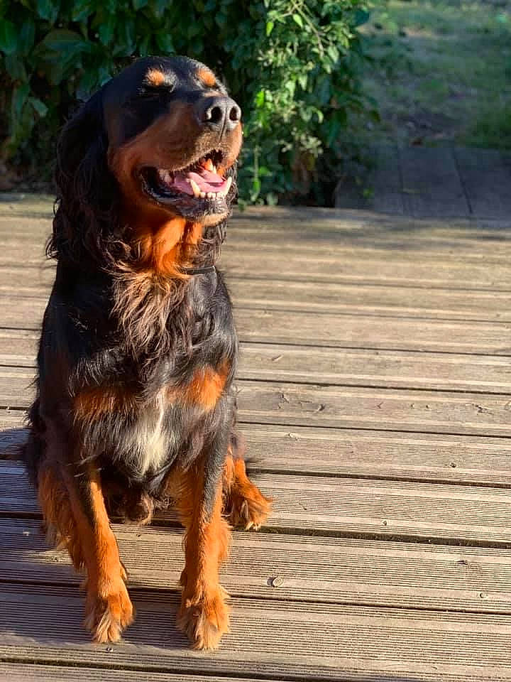 Saï participe au concours pour gagner de l'argent avec cette photo : canidae, carnivore, companion_dog, dog, dog_breed, flooring, fur, grass, hardwood, hound, hunting_dog, plant, snout, sporting_group, terrestrial_animal, wood, working_animal, working_dog